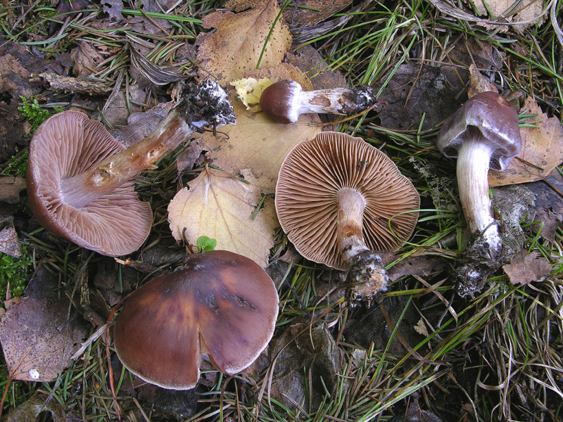 Telamonia da determinare. (cfr. C. agathosmus/C. evernius)